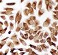 Anti-TRAM1 Antibody